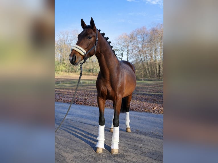 KWPN Étalon 3 Ans 170 cm Bai in Fürstenau