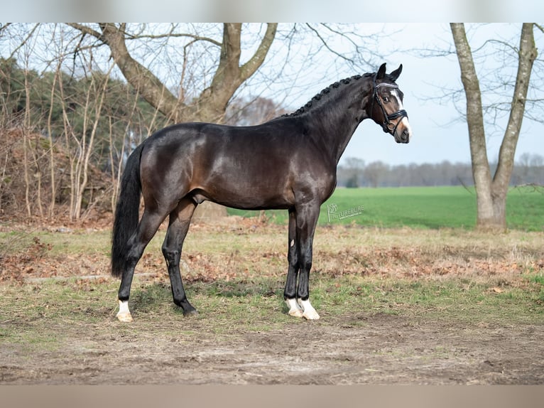 KWPN Étalon 3 Ans 170 cm Bai in Peer