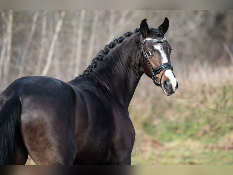 KWPN Étalon 3 Ans 170 cm Bai in Peer