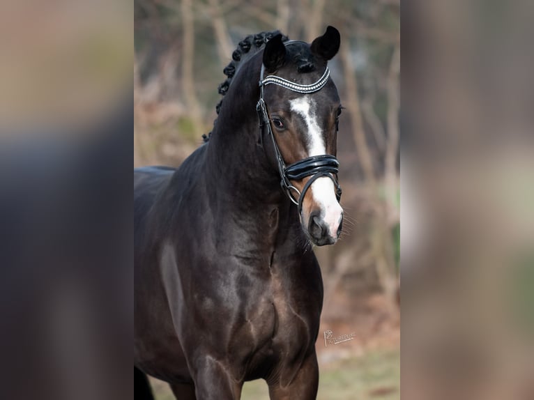 KWPN Étalon 3 Ans 170 cm Bai in Peer