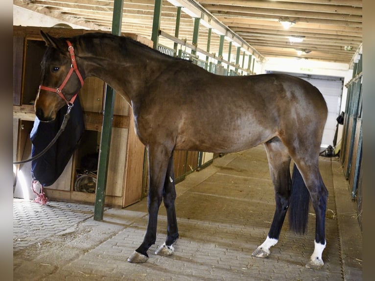 KWPN Étalon 3 Ans 170 cm Bai in Murska Soboda