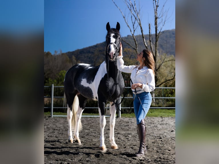 KWPN Étalon 3 Ans 170 cm in Boccaleone KWPN Étalon 3 Ans 170 cm in Boccaleone