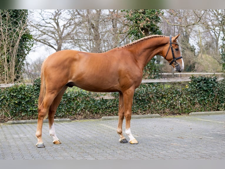 KWPN Étalon 3 Ans 170 cm  in Heerde