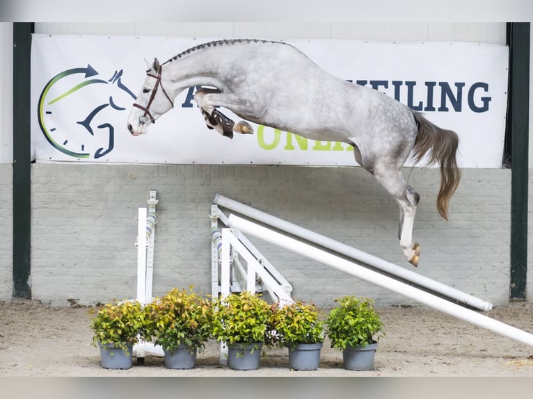 KWPN Étalon 3 Ans 170 cm  in Heerde