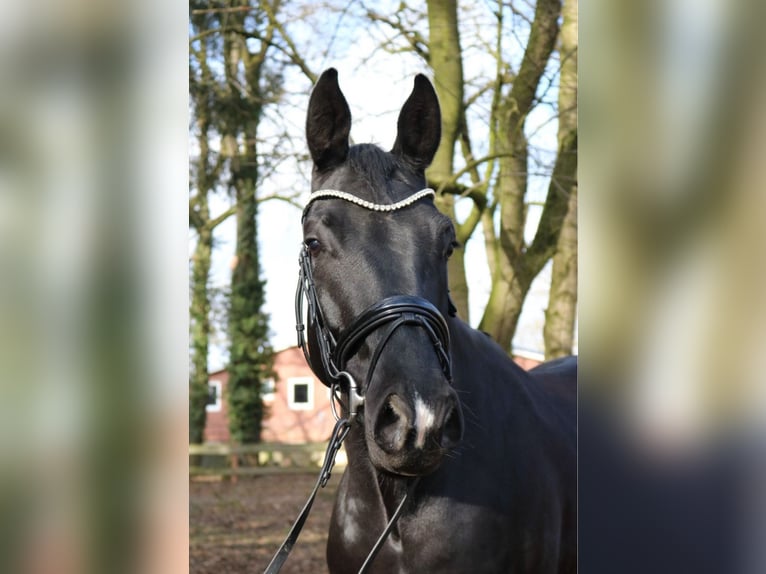 KWPN Étalon 3 Ans 170 cm Noir in F&#xFC;rstenau