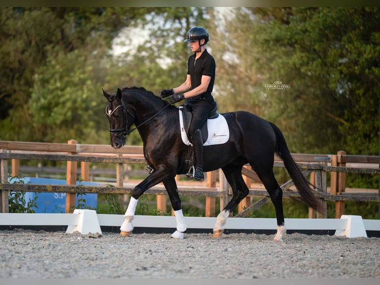 KWPN Étalon 3 Ans 170 cm Noir in Heemskerk
