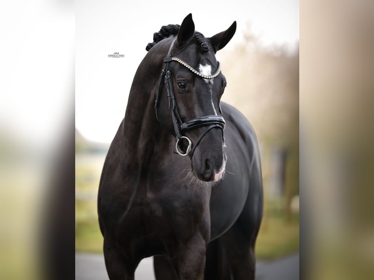 KWPN Étalon 3 Ans 170 cm Noir in Heemskerk