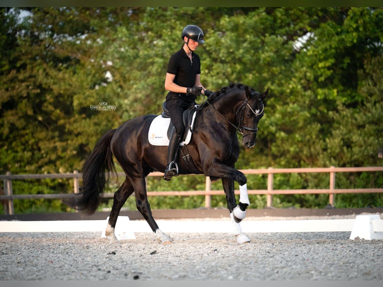 KWPN Étalon 3 Ans 170 cm Noir in Heemskerk