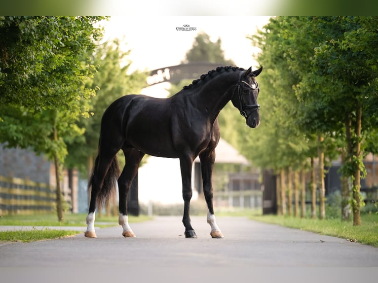 KWPN Étalon 3 Ans 170 cm Noir in Heemskerk