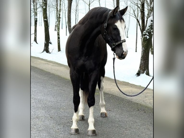 KWPN Étalon 3 Ans 170 cm Noir in Murska Soboda