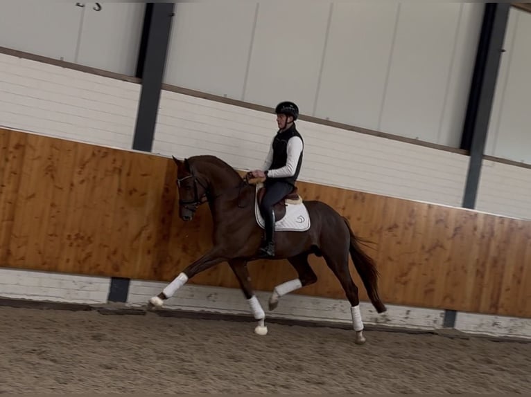 KWPN Étalon 3 Ans 171 cm Alezan brûlé in Moergestel