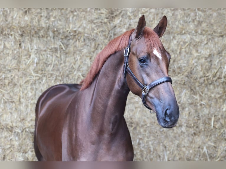 KWPN Étalon 3 Ans 171 cm Alezan brûlé in Moergestel