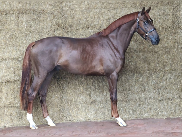 KWPN Étalon 3 Ans 171 cm Alezan brûlé in Moergestel