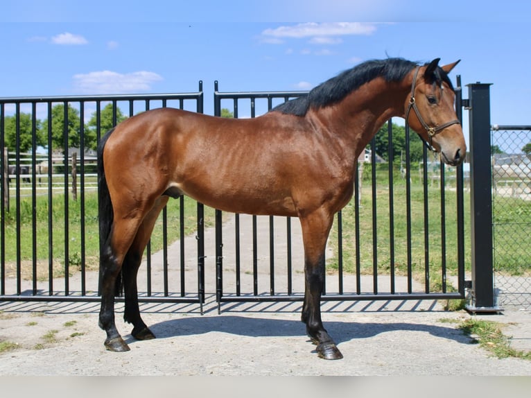 KWPN Étalon 3 Ans 171 cm Bai cerise in Bladel