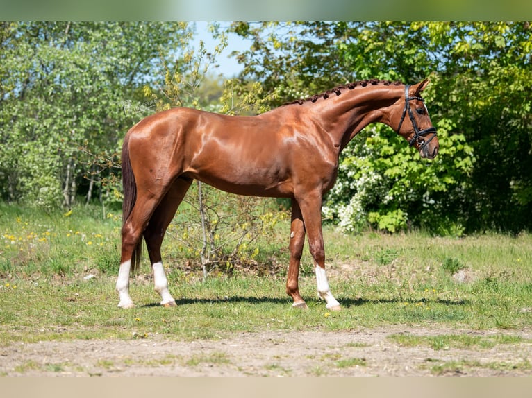 KWPN Étalon 3 Ans 171 cm Bai clair in Peer