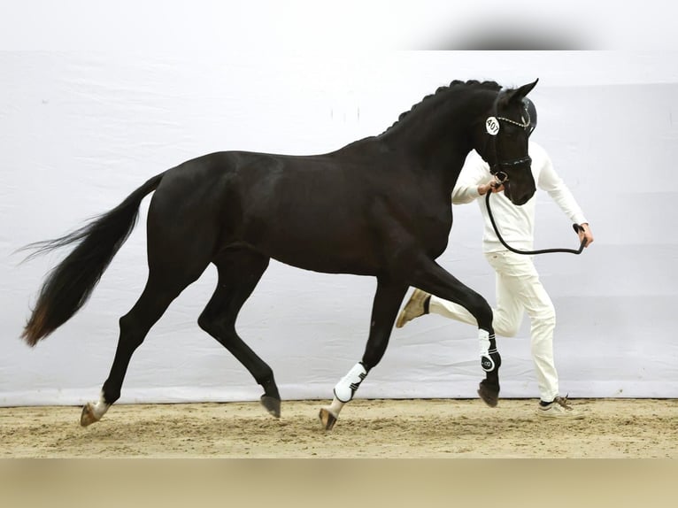 KWPN Étalon 3 Ans 171 cm Noir in Zuidoostbeemster