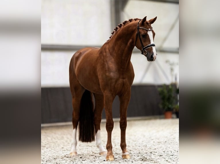 KWPN Étalon 3 Ans 174 cm Alezan brûlé in Gyomaendrőd