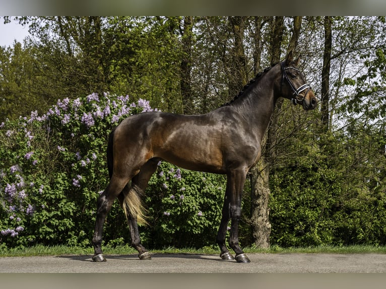 KWPN Étalon 3 Ans 174 cm Bai brun in Oosterhout