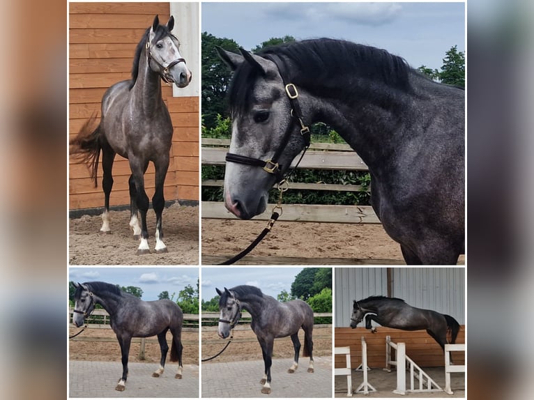 KWPN Étalon 3 Ans Gris in Den Ham