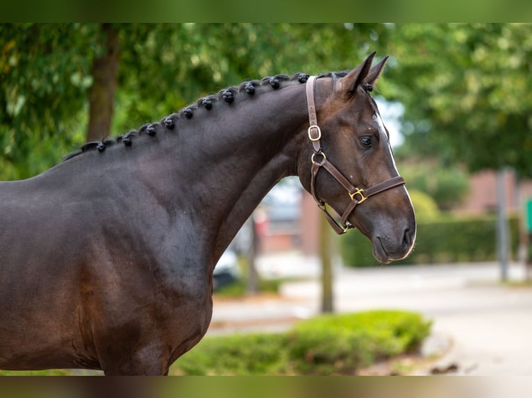 KWPN Étalon 3 Ans Noir in GROTE-BROGEL