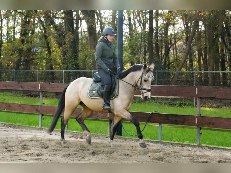 KWPN Croisé Étalon 4 Ans 148 cm Buckskin in Oss