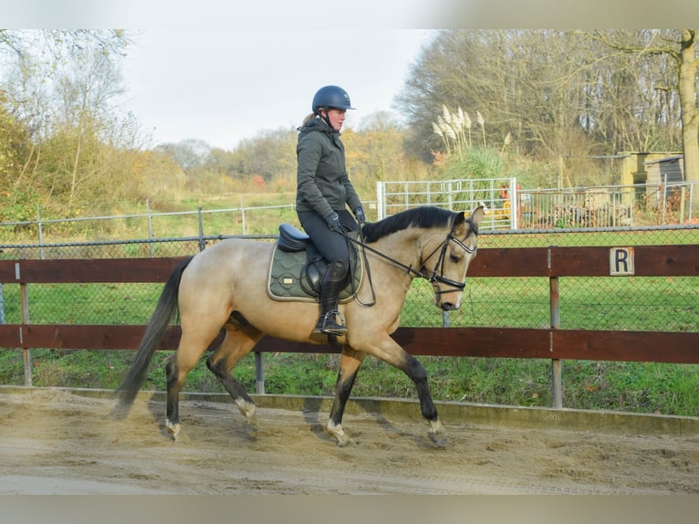 KWPN Croisé Étalon 4 Ans 148 cm Buckskin in Oss
