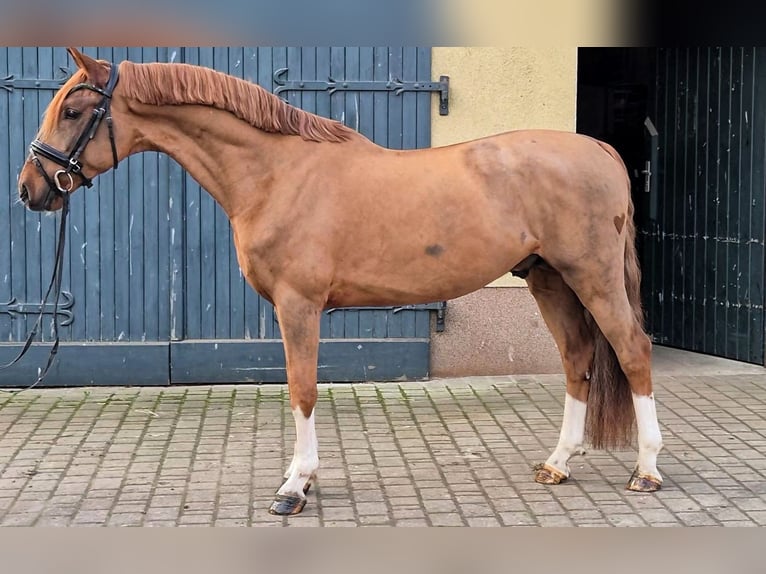 KWPN Étalon 4 Ans 158 cm Alezan in GROTE-BROGEL