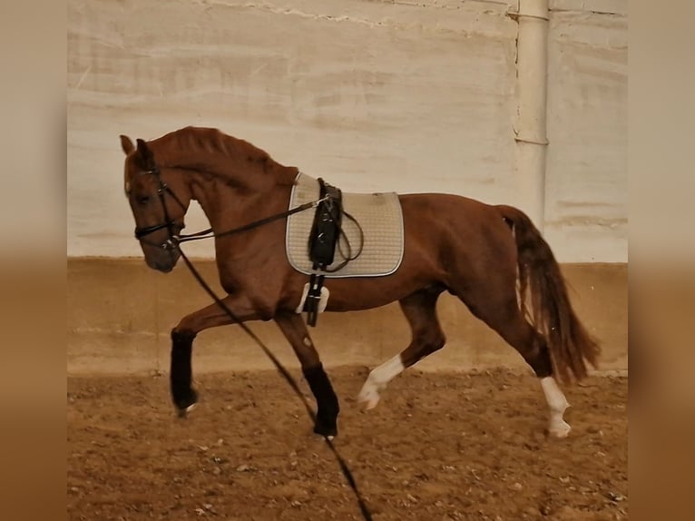 KWPN Étalon 4 Ans 160 cm Alezan brûlé in Ludwigsfelde