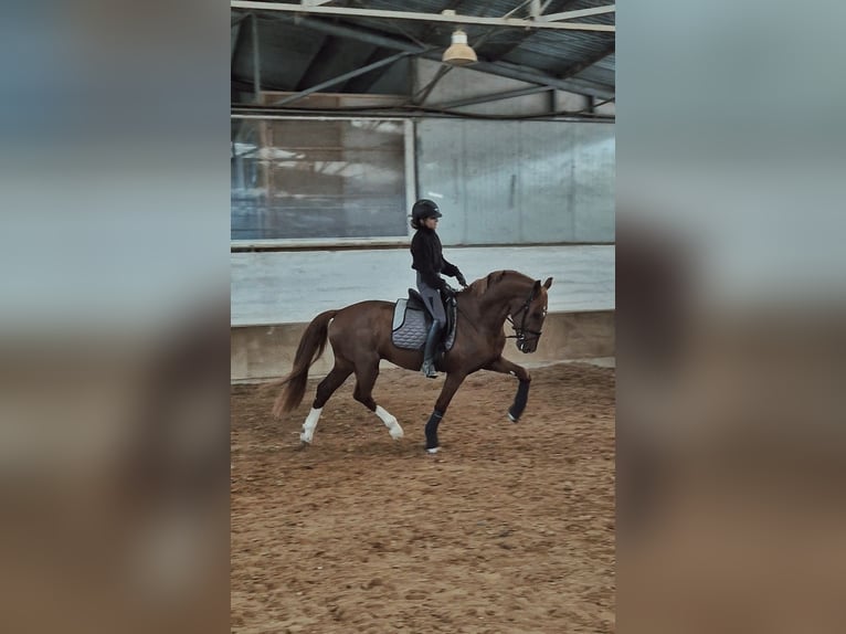 KWPN Étalon 4 Ans 160 cm Alezan brûlé in Ludwigsfelde