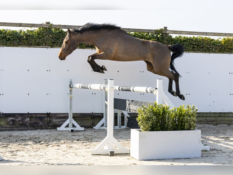 KWPN Étalon 4 Ans 161 cm in Waddinxveen
