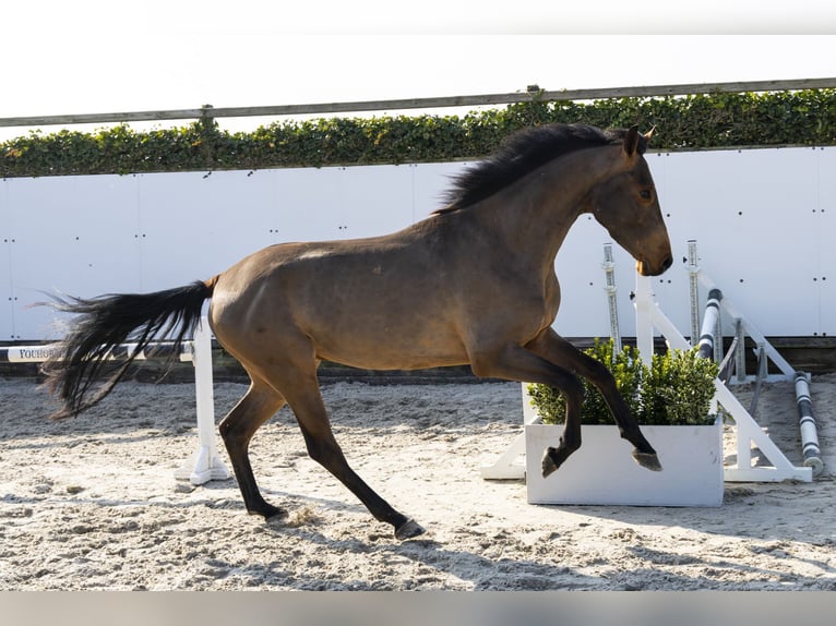 KWPN Étalon 4 Ans 161 cm in Waddinxveen