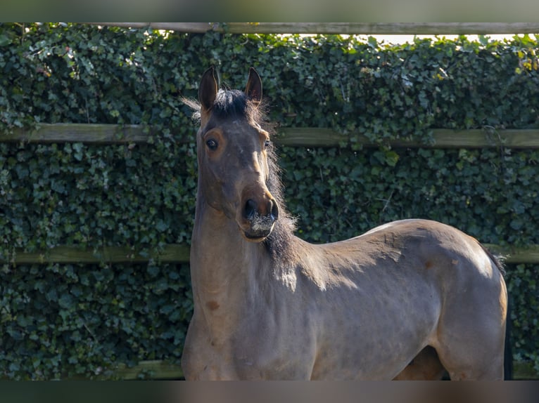KWPN Étalon 4 Ans 161 cm in Waddinxveen