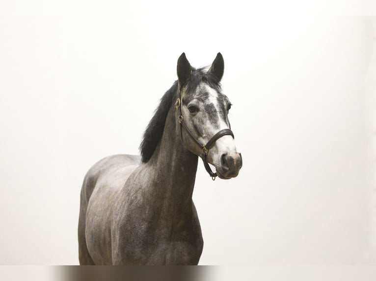 KWPN Étalon 4 Ans 163 cm Gris pommelé in Waddinxveen