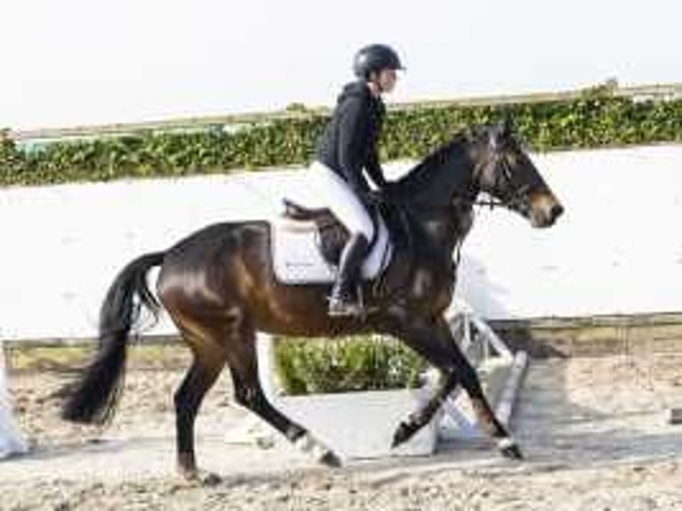 KWPN Étalon 4 Ans 165 cm Bai brun in Waddinxveen