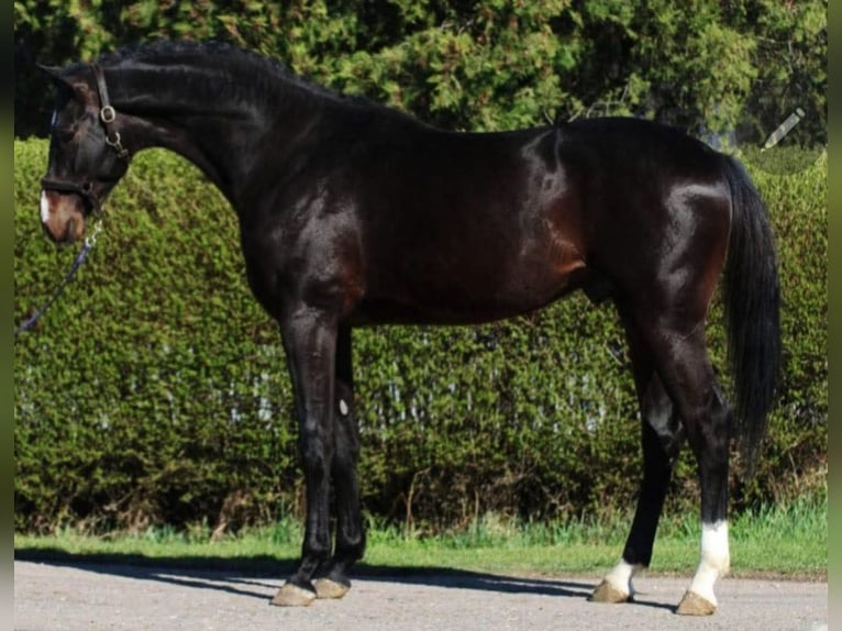 KWPN Étalon 4 Ans 167 cm Bai brun in Murska Soboda