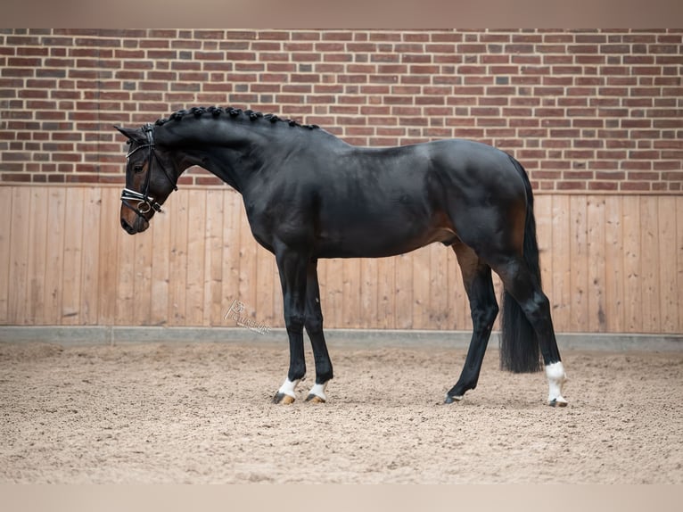 KWPN Étalon 4 Ans 167 cm Bai brun foncé in Goch