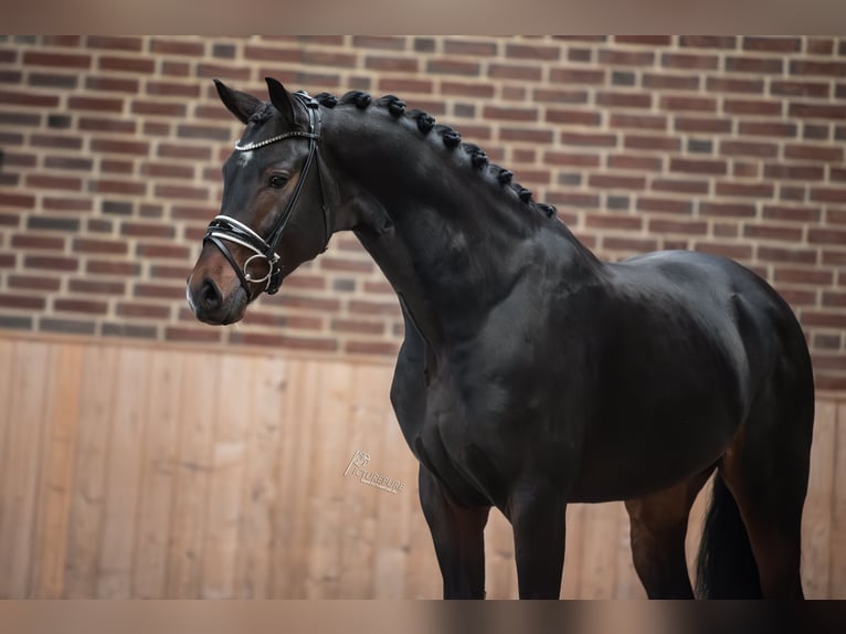 KWPN Étalon 4 Ans 167 cm Bai brun foncé in Goch