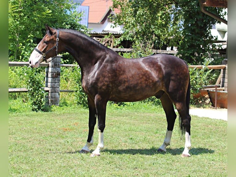 KWPN Étalon 4 Ans 168 cm Bai in KAMNIK