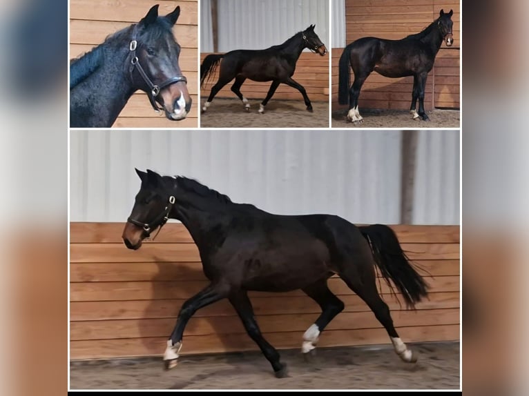 KWPN Étalon 4 Ans 168 cm Bai in Den Ham