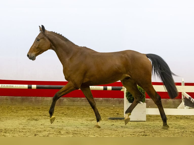 KWPN Étalon 4 Ans 169 cm Bai in Waddinxveen