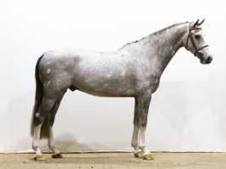 KWPN Étalon 4 Ans 169 cm Gris in Waddinxveen