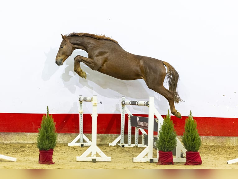 KWPN Étalon 4 Ans 170 cm Alezan in Waddinxveen