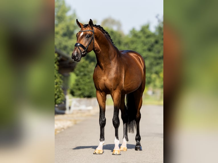 KWPN Étalon 4 Ans 170 cm Bai cerise in Hardinxveld - Giessendam