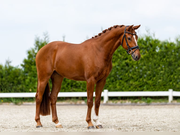 KWPN Étalon 4 Ans 170 cm Bai in Wijhe