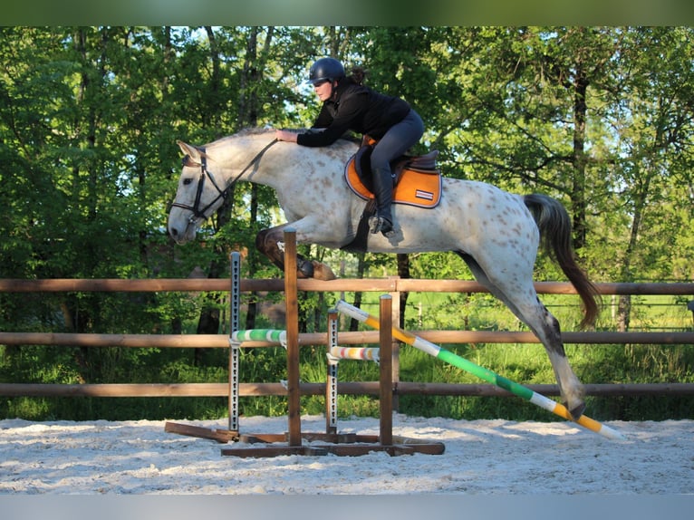 KWPN Étalon 4 Ans 171 cm Léopard in Castres-Gironde