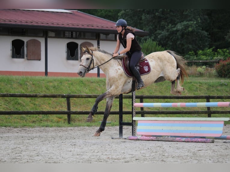 KWPN Étalon 4 Ans 171 cm Léopard in Castres-Gironde