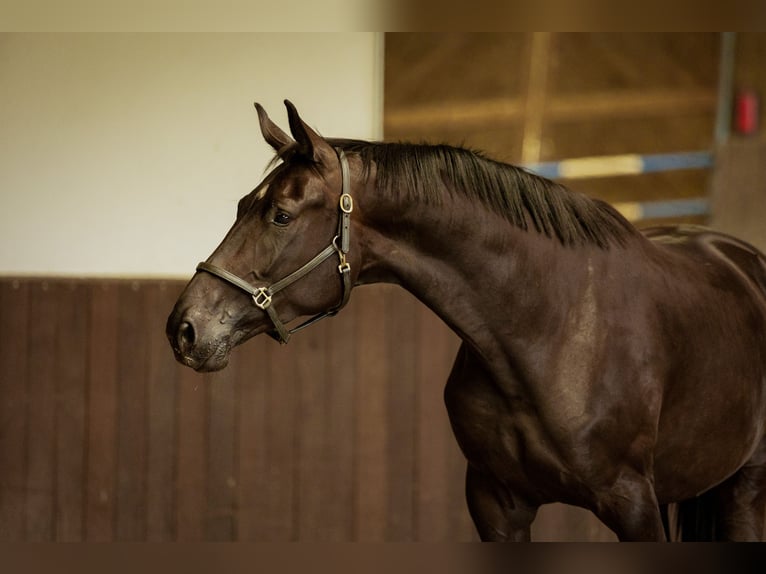 KWPN Étalon 4 Ans 175 cm Bai brun foncé in Dedemsvaart