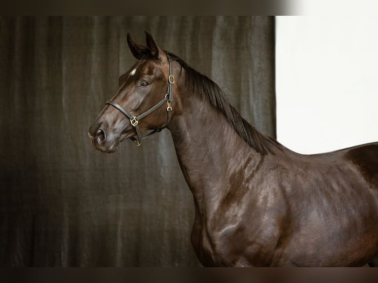 KWPN Étalon 4 Ans 175 cm Bai brun foncé in Dedemsvaart