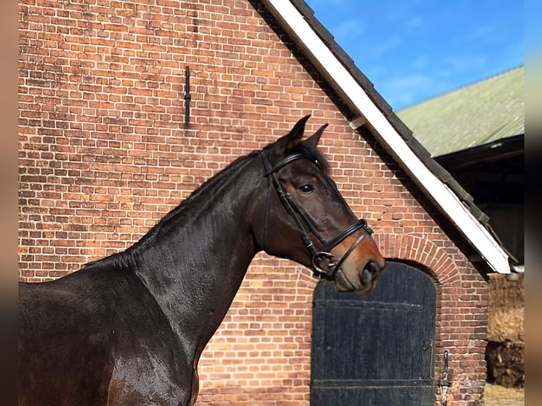 KWPN Étalon 4 Ans 180 cm Bai brun in Werkhoven