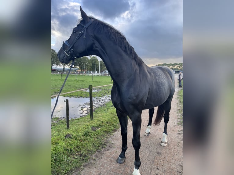 KWPN Étalon 4 Ans 180 cm Bai brun foncé in Erp
